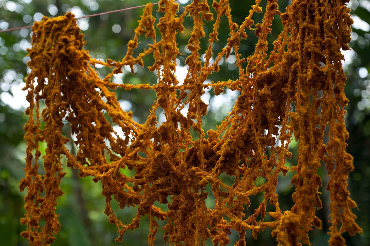 CURCUMA_galeria 40_MG_5514.jpg